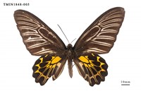 藏品(黃裳鳳蝶)的圖片